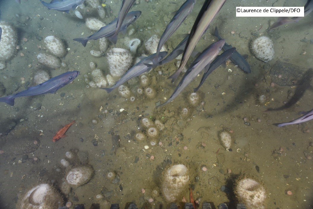 iAtlanticEU (@iatlanticeu) on Twitter photo On #WorldOceanDay2022 how can you not wonder how #deepsea species will respond to #GlobalWarming? <a href="/iAtlanticEU/">iAtlanticEU</a> is providing answers by coupling population genomics & larval dispersal modelling. More to come in our upcoming newsletter! On #WorldOceanDay2022 how can you not wonder how #deepsea species will respond to #GlobalWarming? <a href="/iAtlanticEU/">iAtlanticEU</a> is providing answers by coupling population genomics & larval dispersal modelling. More to come in our upcoming newsletter!