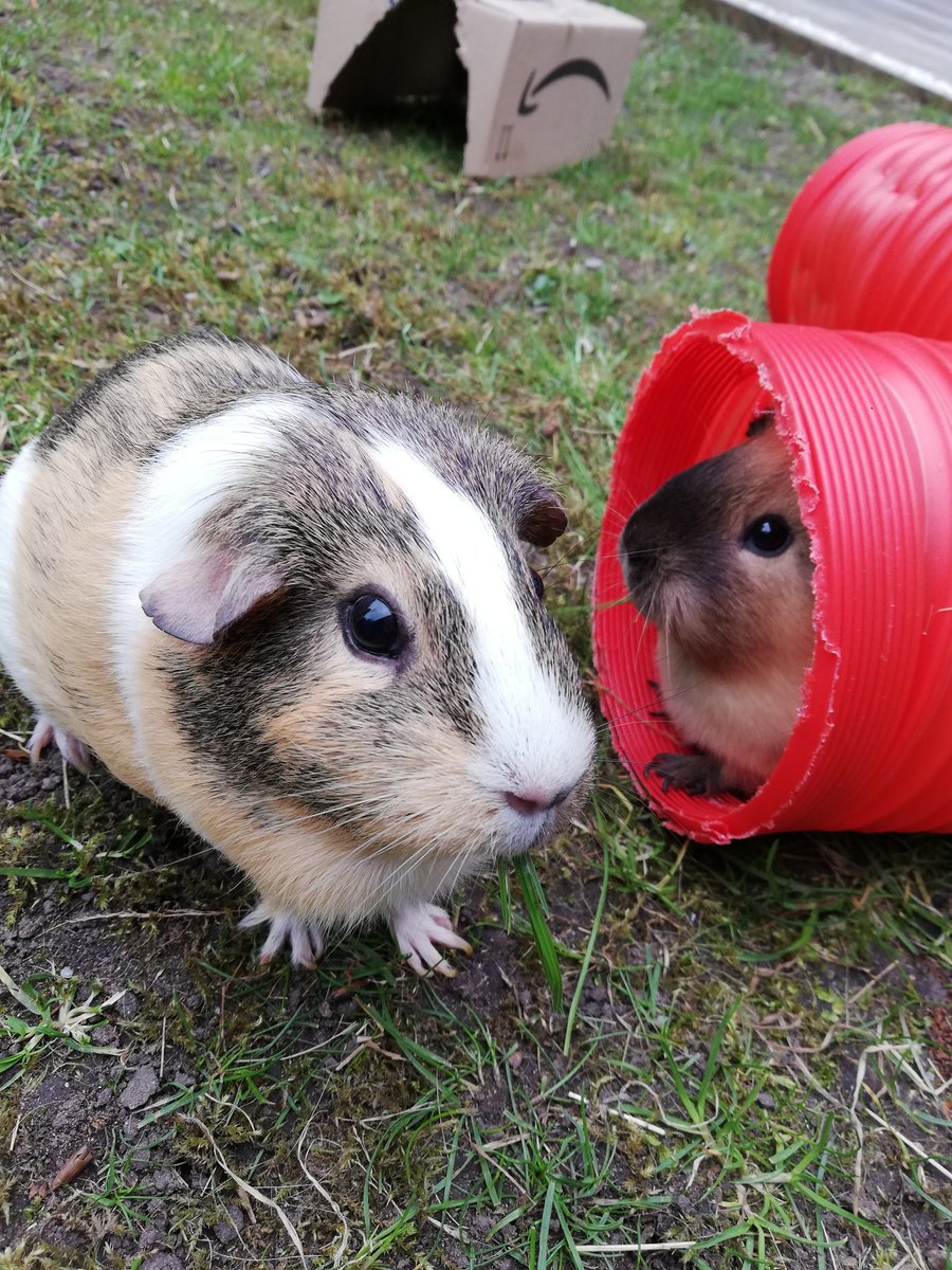 LauraBeech5's tweet photo. Dolores's first time running free in the garden. Thankfully she had her older friend Rio to watch out for her 💕
#guineapig #pets #animals #animallovers #animallover #CuteAnimals #gardenfun https://t.co/vDLWdjzing