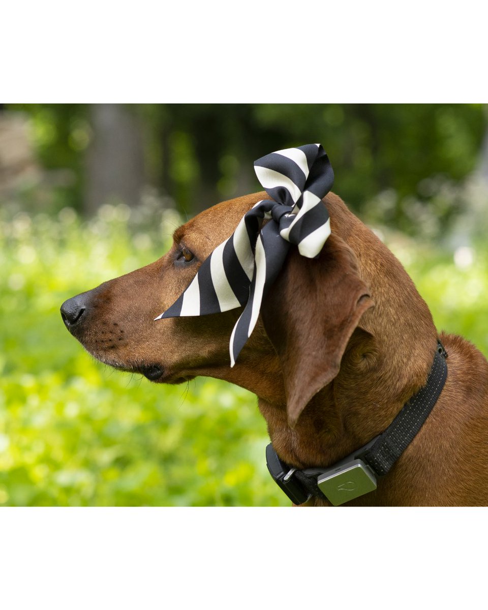 Cutest dog accessories with tones of ways to wear them? ✅ 

Is it wrong that I'm envious of how pretty my dog is? 

rebarkable.com/twinning-with-…