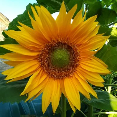 Holy Spirit SW4 tweet media