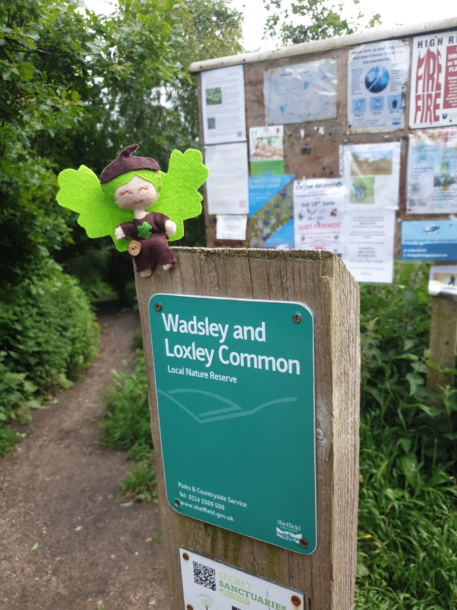 LoxleyFolk's tweet photo. Had a peaceful morning flutter on the common searching for #TreeOfTheMonth - found lots of beautiful oak trees but sadly not the champion tree - hopefully someone can show this little Oakling the way

#WadsleyAndLoxleyCommon
#TheOutdoorCity
#LoveWhereYouLive https://t.co/Owrs5YKkQd