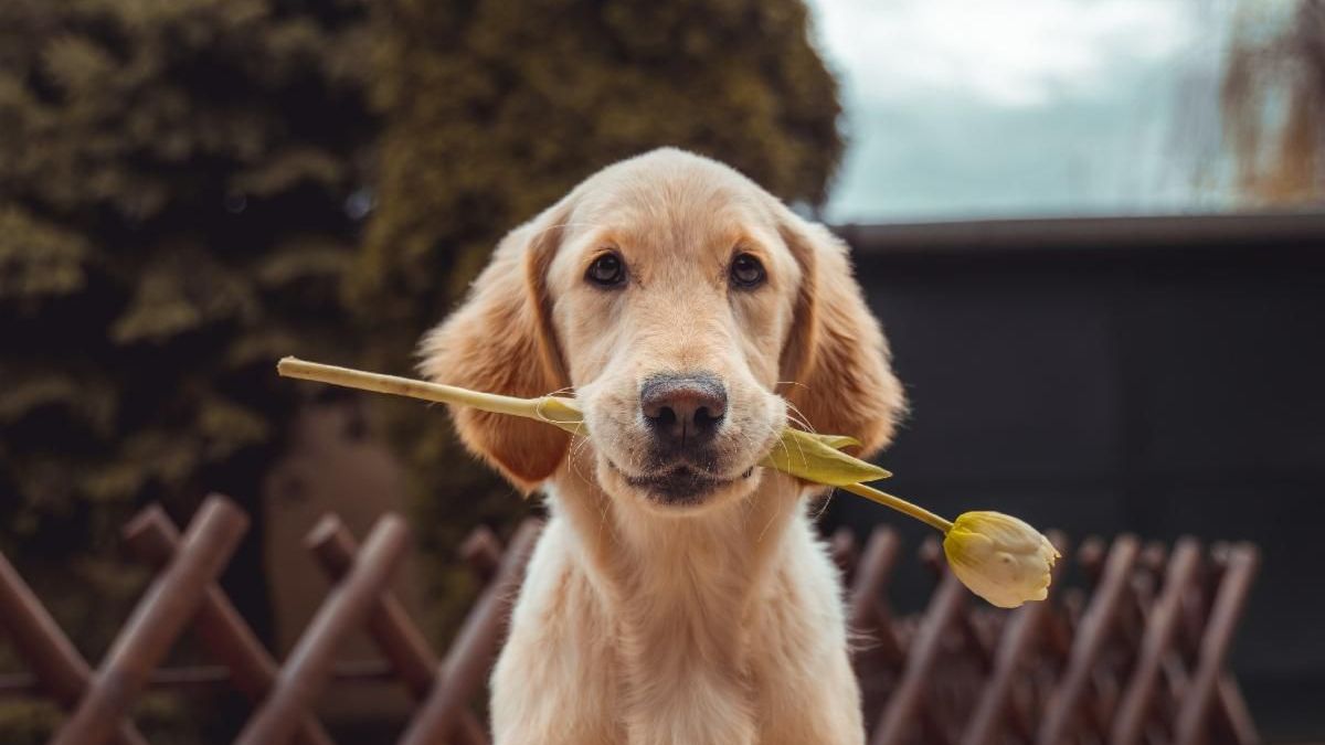 Horticulture, pups, and support of a loved one. It's all here!
conta.cc/3tp72Tr