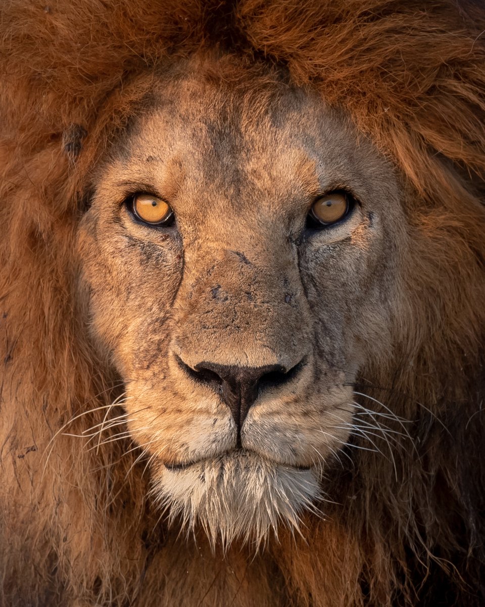 Wow, wow, wow. The auction has already started on my latest <a href="/SuperRare/">SuperRare</a> piece, "Connected, Not Separate". I'm at a loss for words. 

<a href="/FreeRunTraveler/">FreeRunTraveler</a>, your support means everything. 🦁💙