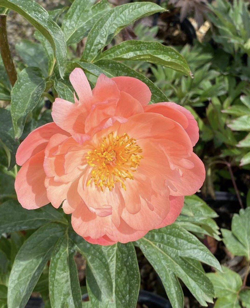 ToddsBotanics's tweet photo. Peonies blooming in the nursery. Such a beautiful sight. Gorgeous plants available on the website for delivery. #peony #peonies #plantsdelivered https://t.co/2RRnK7IQUo