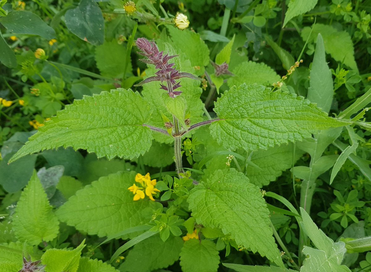 CPartridge74's tweet photo. I think I can add Hedge Woundwort to the species in the annual cut and collect #wildflower strip between my and our neighbour's drives. It used to be mown lawn. #nomow #lovepollinators https://t.co/WrA3PRO3YT
