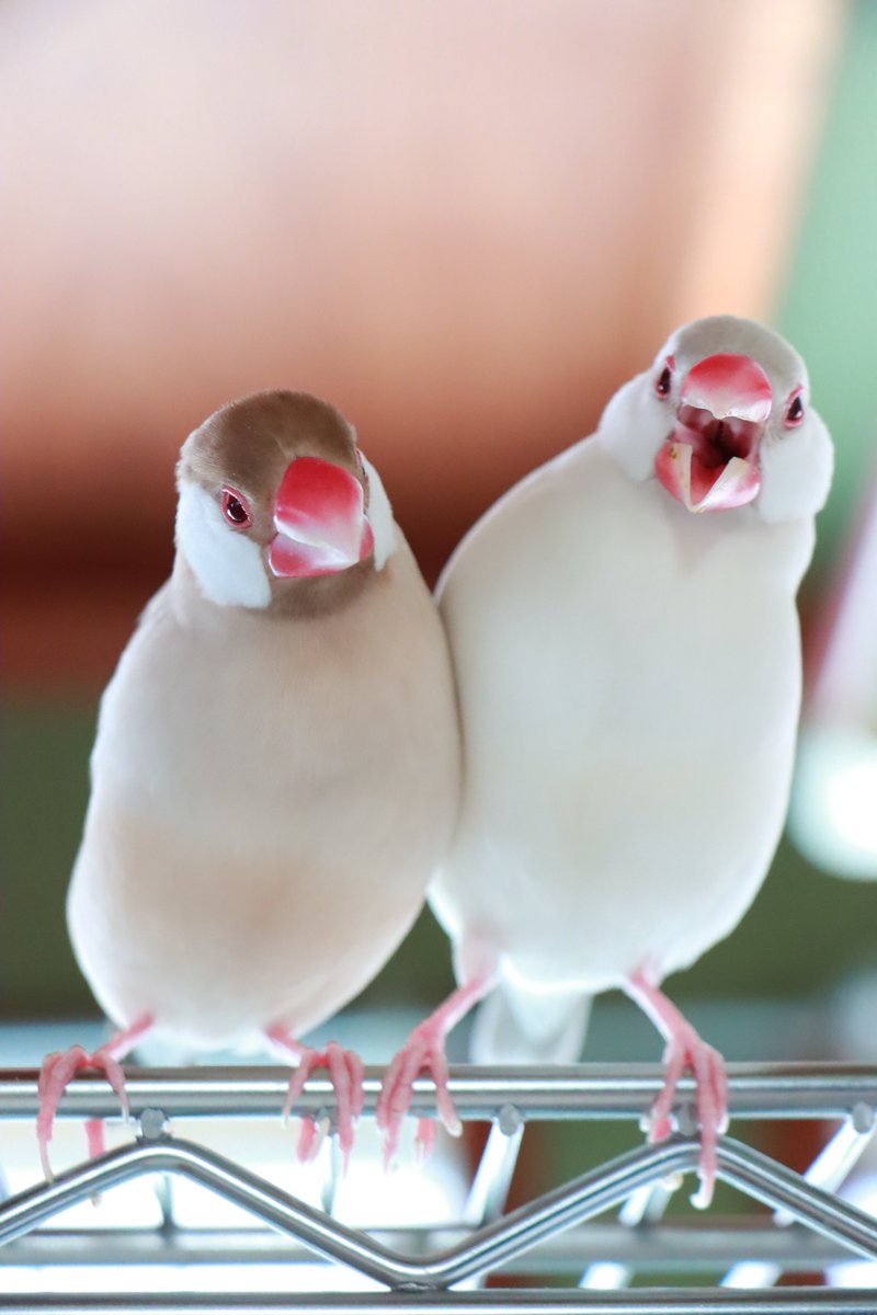 mamenana2074's tweet photo. イチャイチャしてるところを撮ったら
怒られたということです。
文鳥の日まで140日
#文鳥の日2022カウントダウン #ちゅけまで怒ってる #そこのフタリがくっついてる所に入れないんだったらせめて撮らせてくれよ https://t.co/tG8de1XA8W