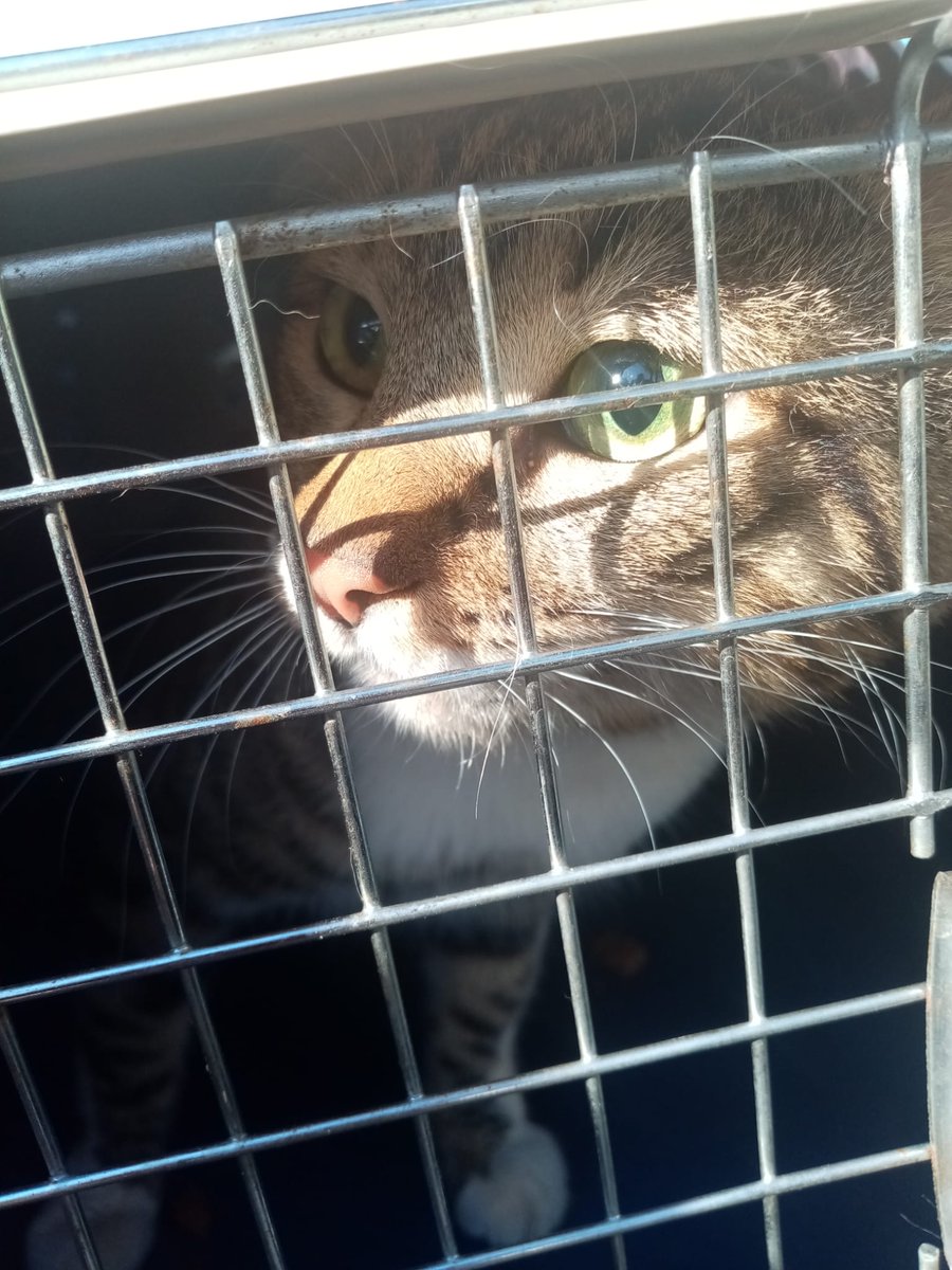 malaga_felina's tweet photo. ⚠️⚠️URGENTE ACOGIDA⚠️⚠️ Otro abandono😢. Ha entrado solo en un transportin, no tenemos ni una sola casa de acogida para él💔. Va a volver a la calle, es un gato casero ¿Alguien tiene un hueco para él? #torremolinos #malaga #malagafelina #FF #CatsOfTwitter #gatos #Fuengirola https://t.co/SdiVCcVydf