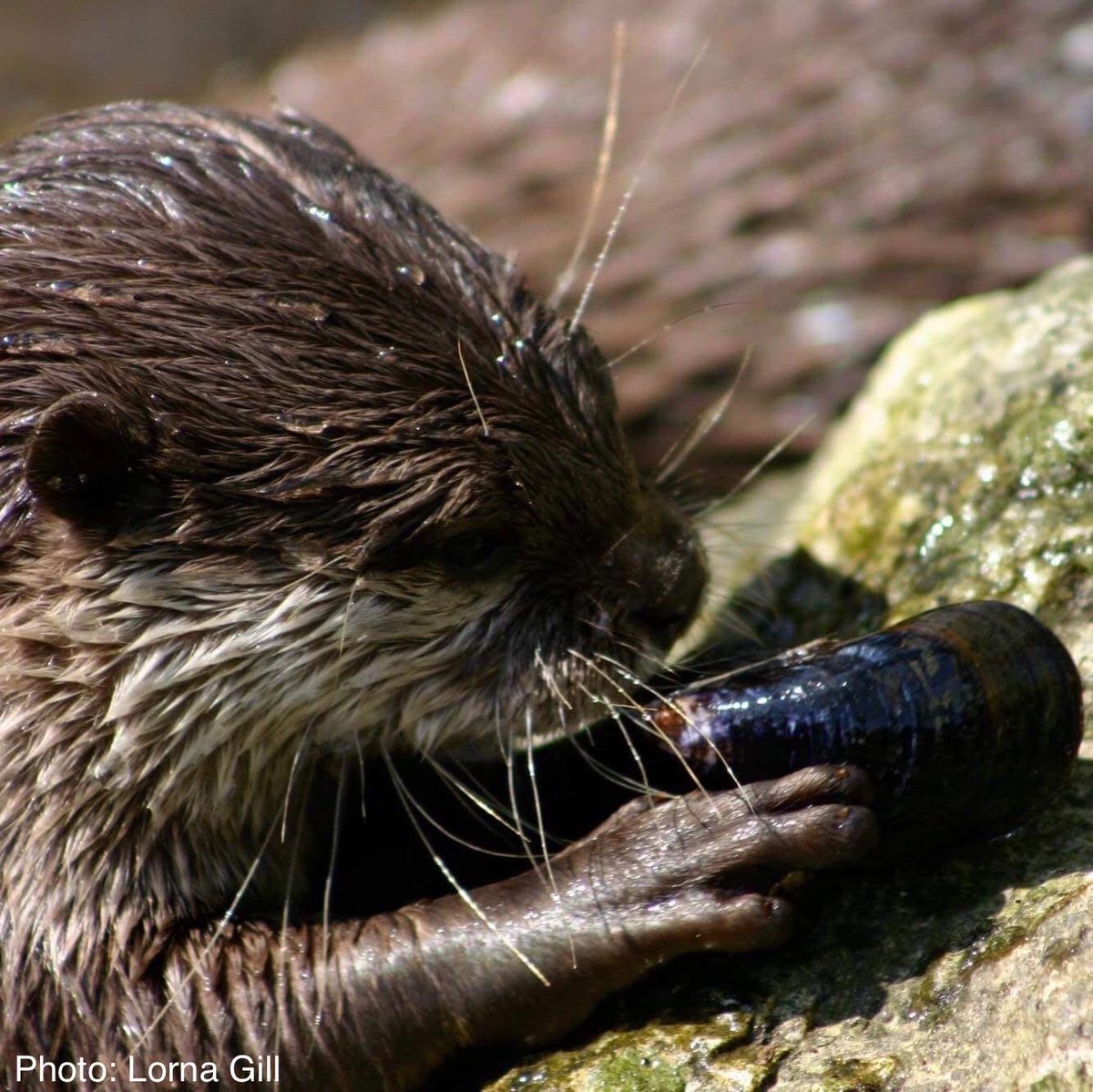 Big thanks to <a href="/BBCCornwall/">BBC Cornwall</a> for having me on to talk about #otters 🦦 and our new paper investigating how they learn 🤓 to exploit natural prey items 🦀 this morning!! 

Read the NEW paper here 👉 royalsocietypublishing.org/doi/10.1098/rs… 

<a href="/UniExeCornwall/">University of Exeter, Cornwall</a>