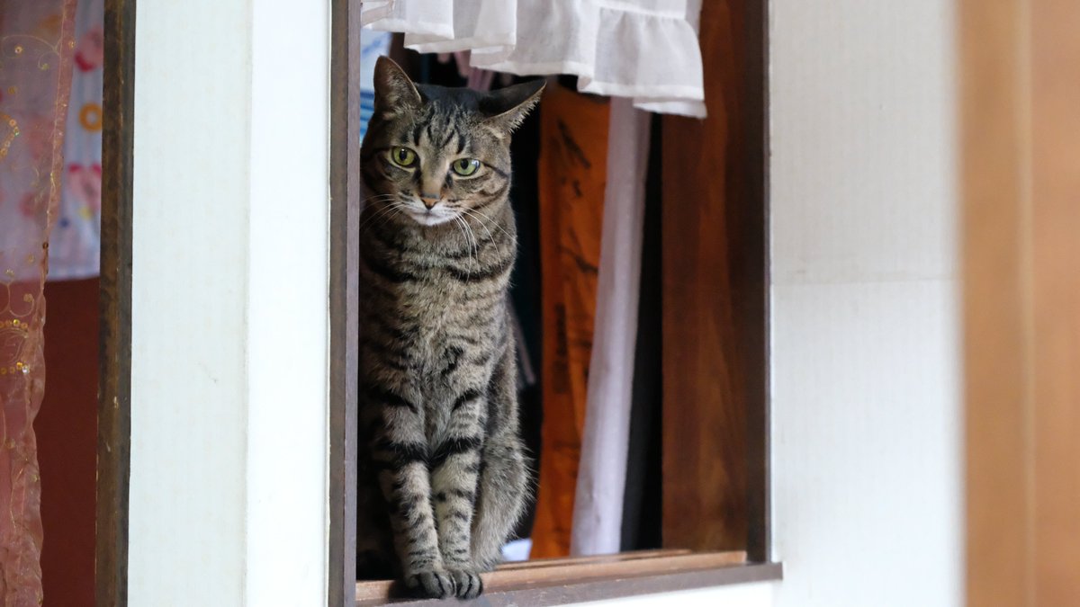 Lovewith9's tweet photo. #ファインダー越しの世界 #キリトリ世界 #猫がいる幸せ #FD50SSC #オールドレンズ #fujifilm_xseries 
mi-ko+♡:『みんな…何を見ているの…教えて…お願い(*^^*)人』 https://t.co/hq6NsixPS1