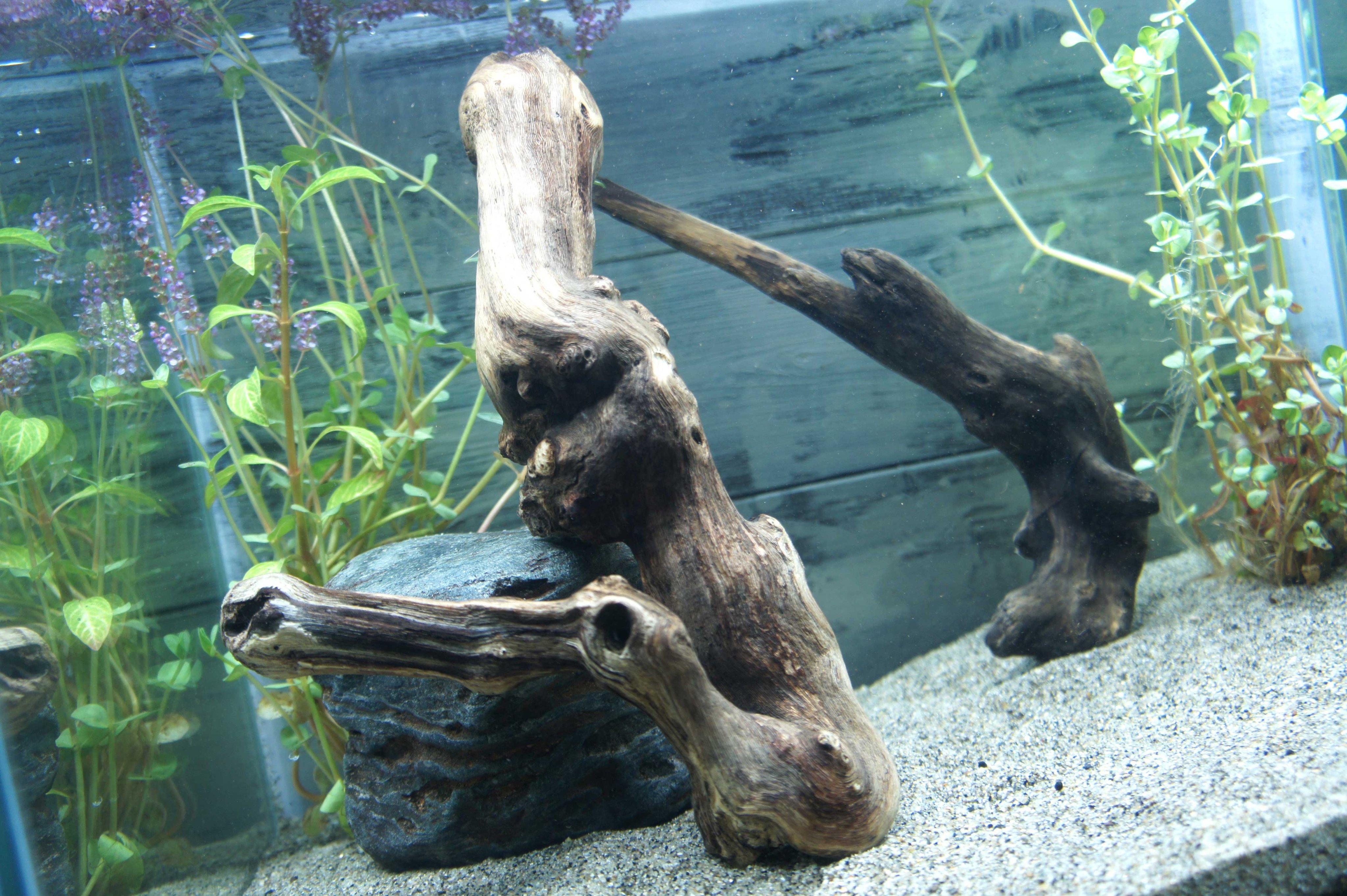 Wood Drops ショップページ T Co Rbcvn1boh8 アクアリウム 流木 熱帯魚 水族館 インテリア 水草 グラミー デザイン ベタ レイアウト おしゃれ 趣味 メダカ 水槽 アクアリウム メダカ T Co Qjh786zsd9 Twitter
