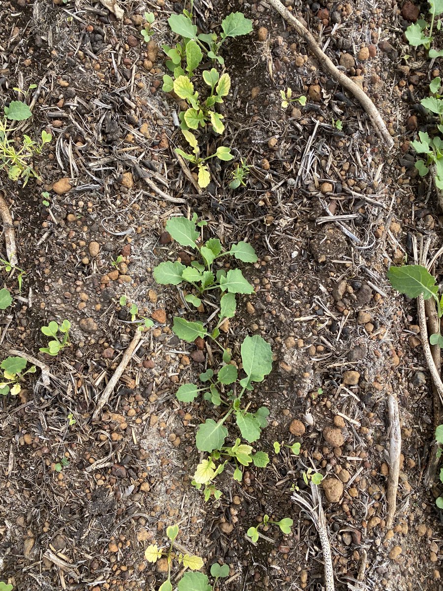 Overwatch having a good year in the HRZ of SW WA. Doing a great job on radish and grasses in TT and IT canola ⁦<a href="/FMCANZ/">FMC ANZ</a>⁩ .
Interesting how you achieve crop safety in furrow but still getting radish?? Nice work, will keep TT canola in the game a bit longer.
