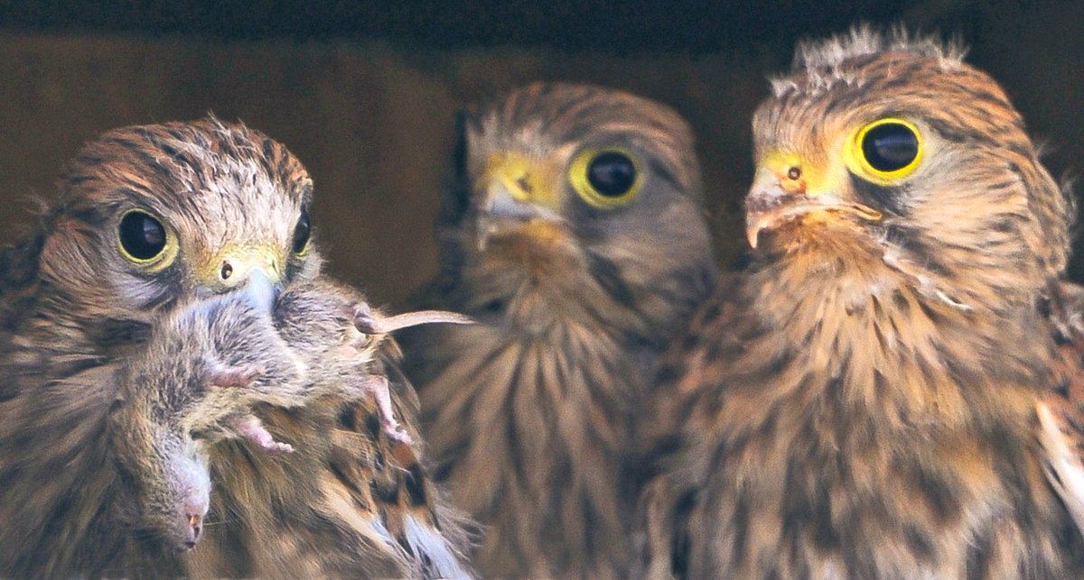 Stilleven met drie #torenvalken en één muis....#waddenkust