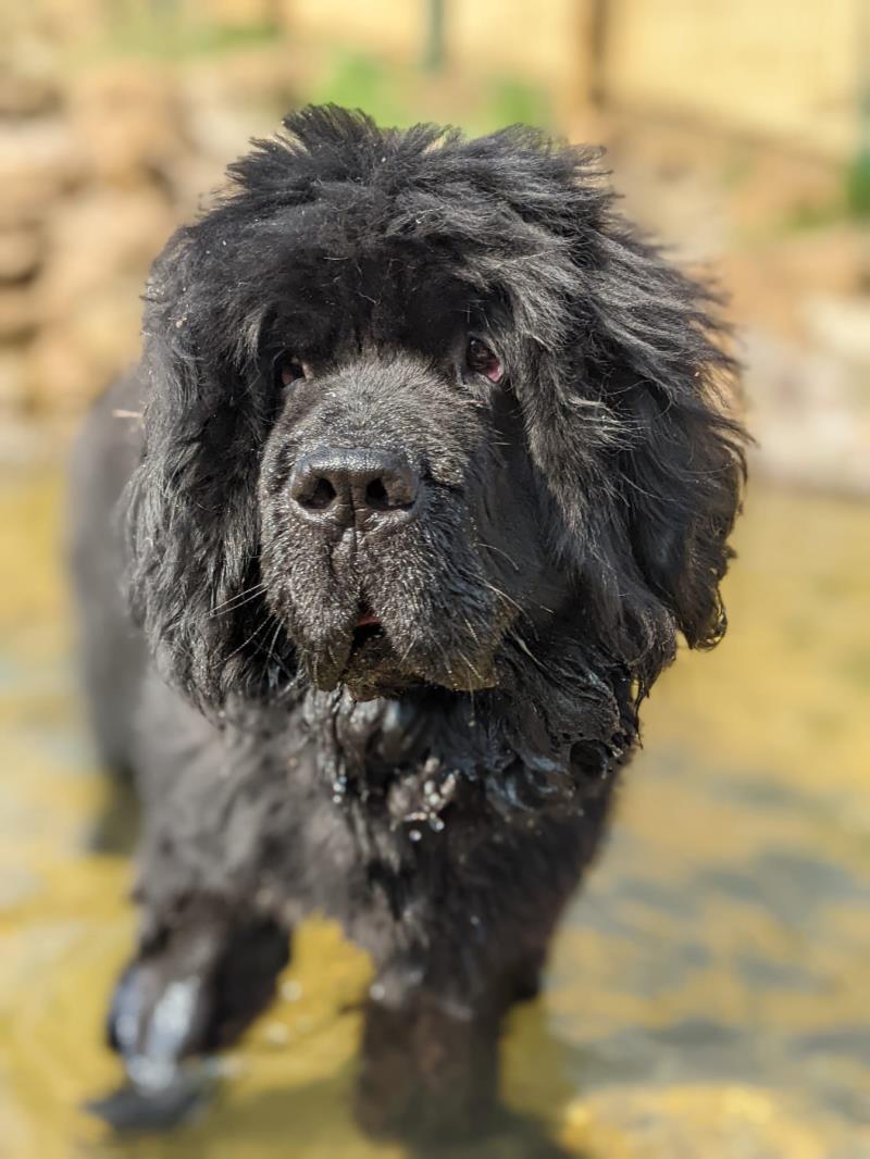 Please retweet to help Chas find a home #HAREFIELD #LONDON 

 Affectionate #NEWFOUNDLAND aged 5-7. Looking for a dedicated adult home. Please contact the shelter directly for details or to apply
👇
dogstrust.org.uk/rehoming/dogs/…
#dogs #pets #animals