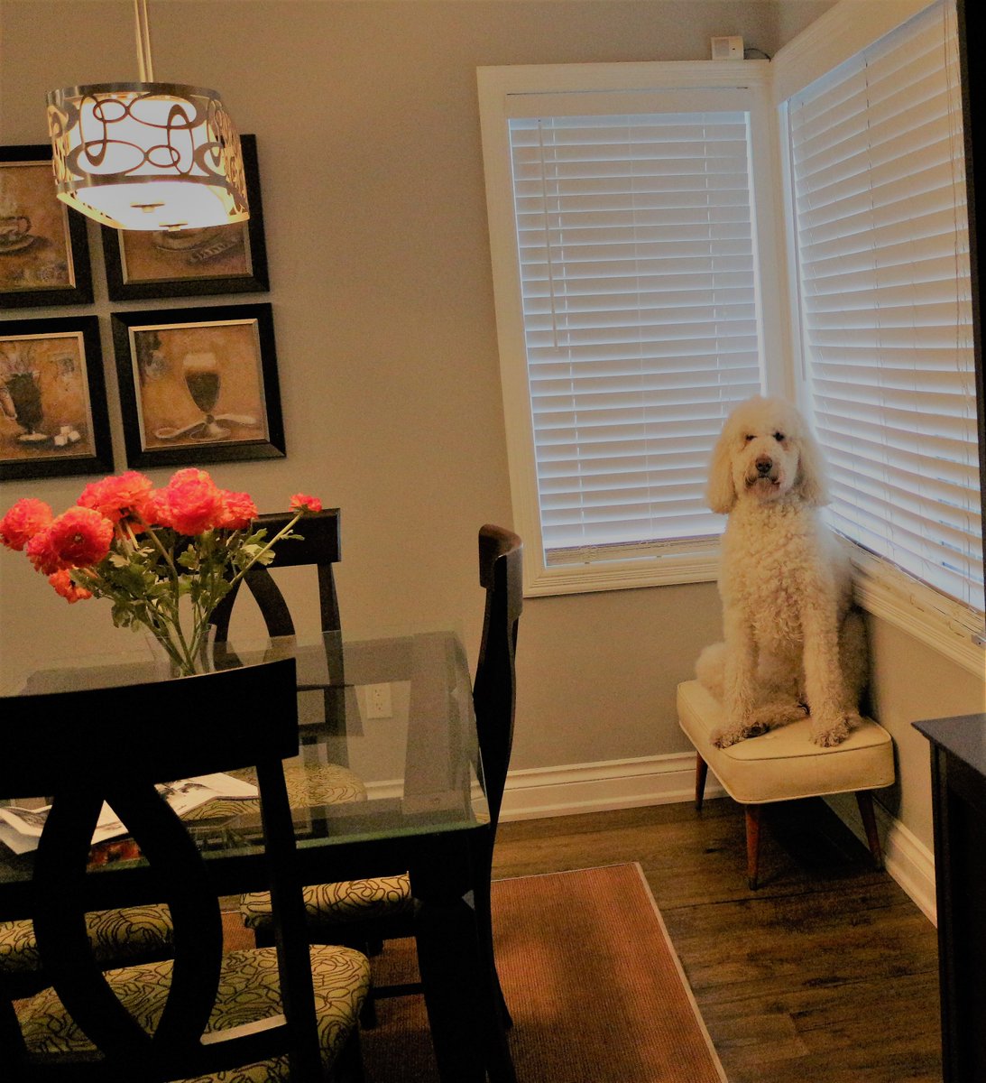 Can you open the blinds?
I need to get my bark on...
#dogsoftwitter