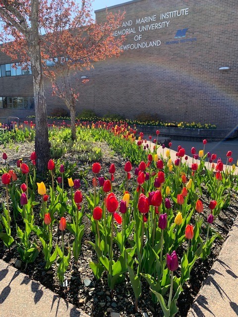 It's a beautiful morning here <a href="/marineinstitute/">Marine Institute, Memorial University</a>.  The tulips are gorgeous and the leaves are just about to open.  Have a great day!