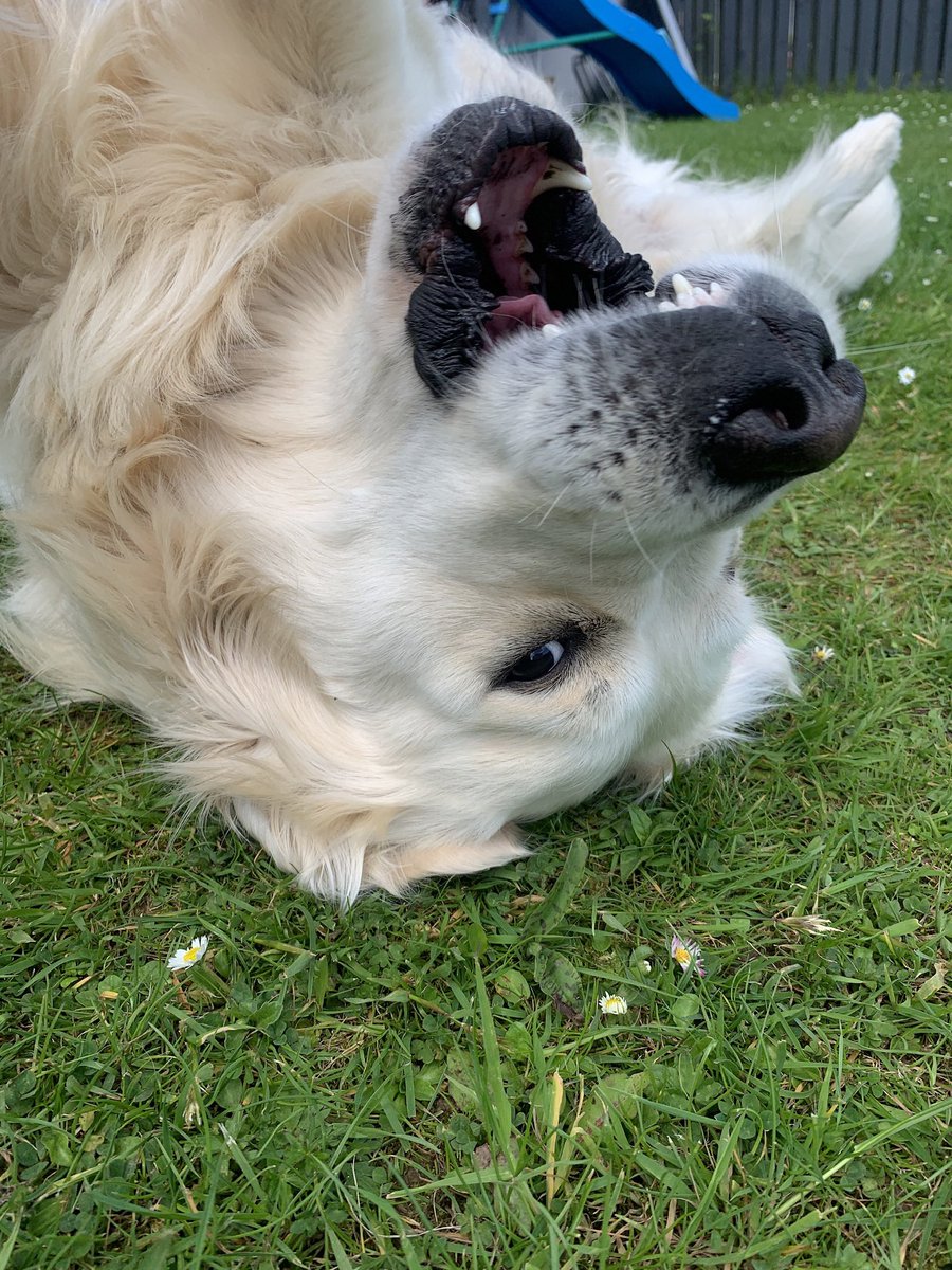 Not feeling it today, it’s very much hump day 😤 #dog #dogs #dogtwitter