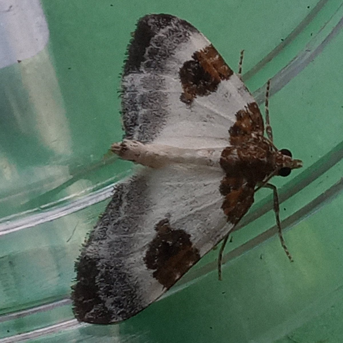 This rather smart Blue-bordered Carpet turned up in the #WildaboutWarnham garden last night.  Instead of using my moth trap I tried the combination of a 125MV bulb and a white sheet which attracted a good range of species that were easy to pot up for identification!