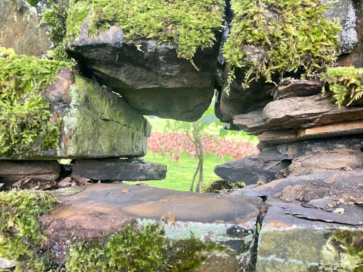 Tim_C_Ingram's tweet photo. Hole in the wall…. 🦌 #deerherd #holywellgreen #calderdale https://t.co/J3IliMvpGt