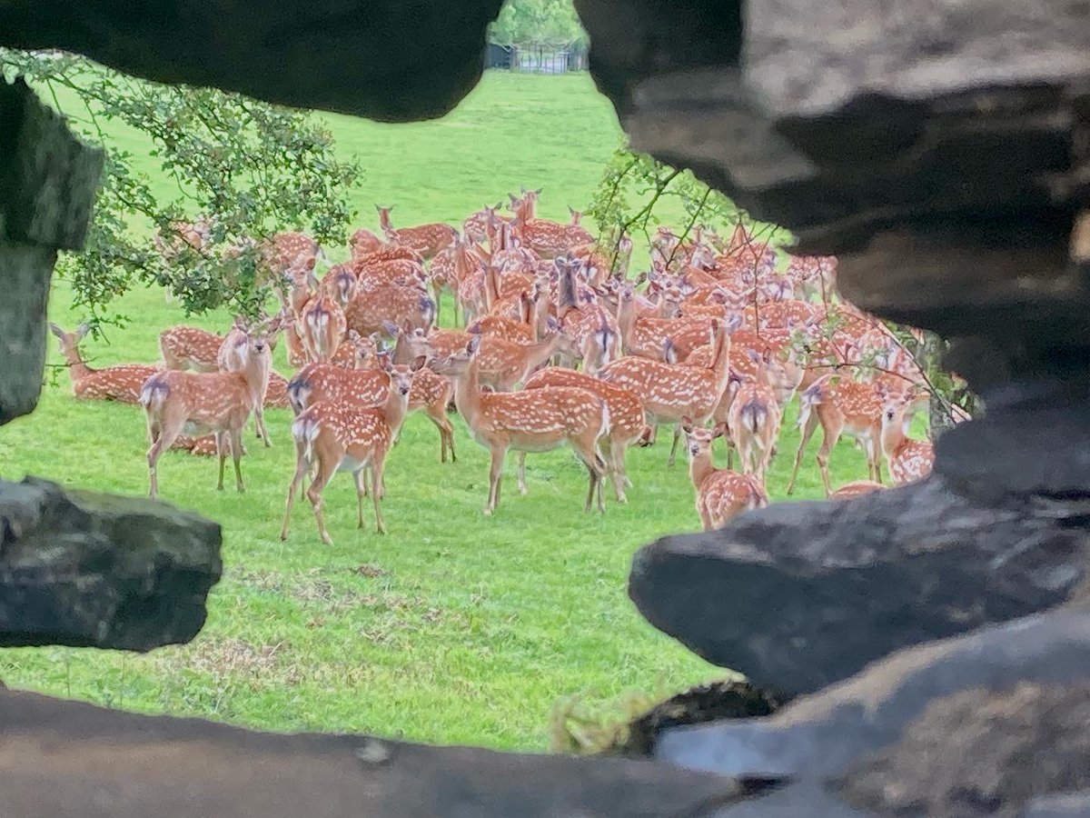 Tim_C_Ingram's tweet photo. Hole in the wall…. 🦌 #deerherd #holywellgreen #calderdale https://t.co/J3IliMvpGt
