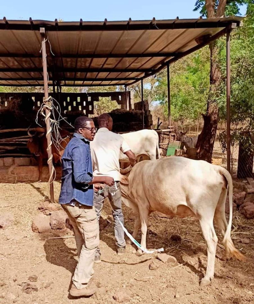 SelmetUmr's tweet photo. 🥛 Comment augmenter la production de #lait en saison sèche pour que les #eleveurs laitiers participent au développement durable du territoire ?
Cette problématique est au cœur de la thèse de @etiennesodre @Cirad dans le cadre du projet #AfricaMilk au #BurkinaFaso 

Thread ⤵️ https://t.co/kEdsfnrWjB