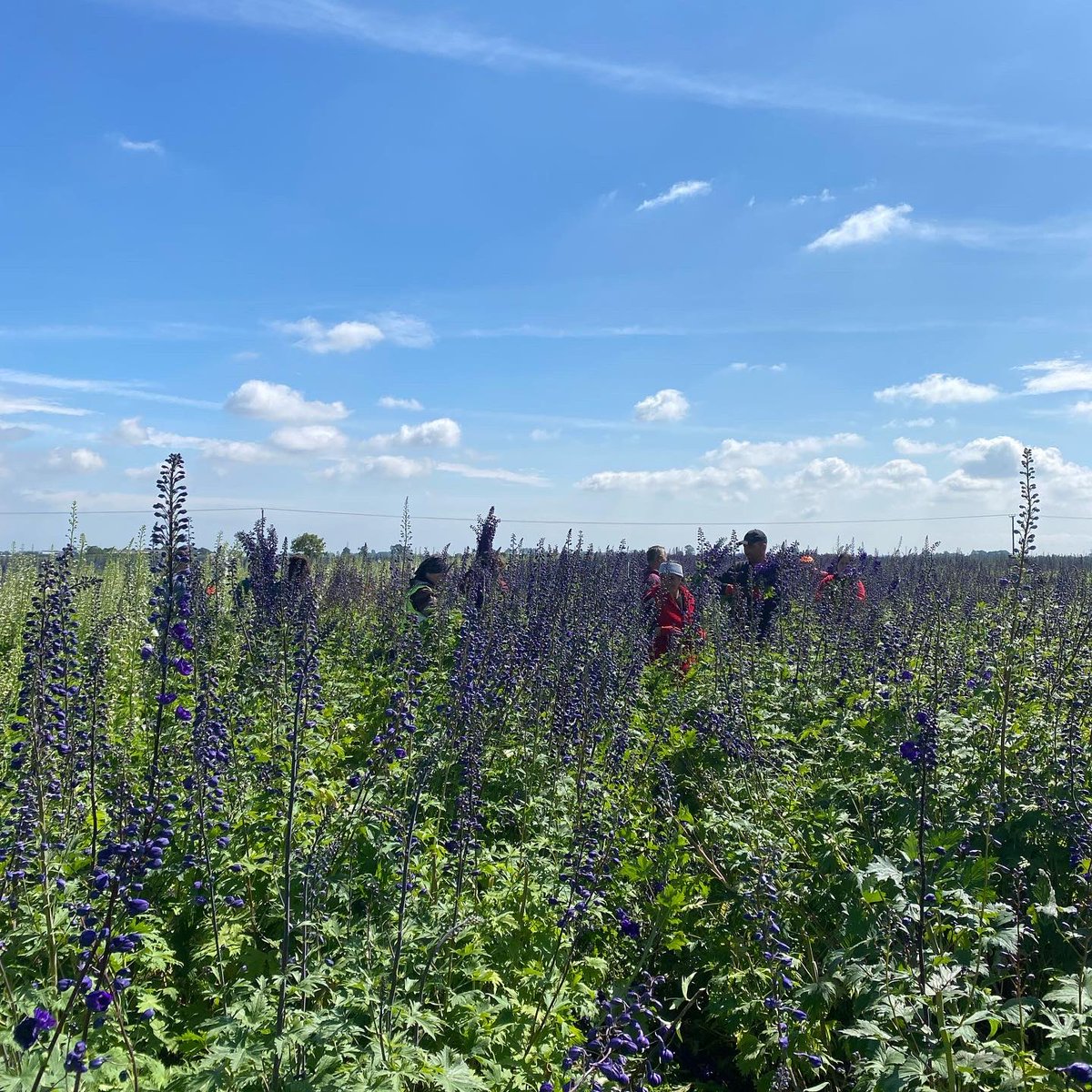 Our pickers ensure that they are selecting the very best stems for our customers! Here are two members of our fantastic Socius team, Anca Chiorescu and Adrian Nanu working hard in the sunshine 📸👏🏻🌞💐
#teamwork #delphinium #pickofthebunch #sunshine #carefullyselected #handpicked