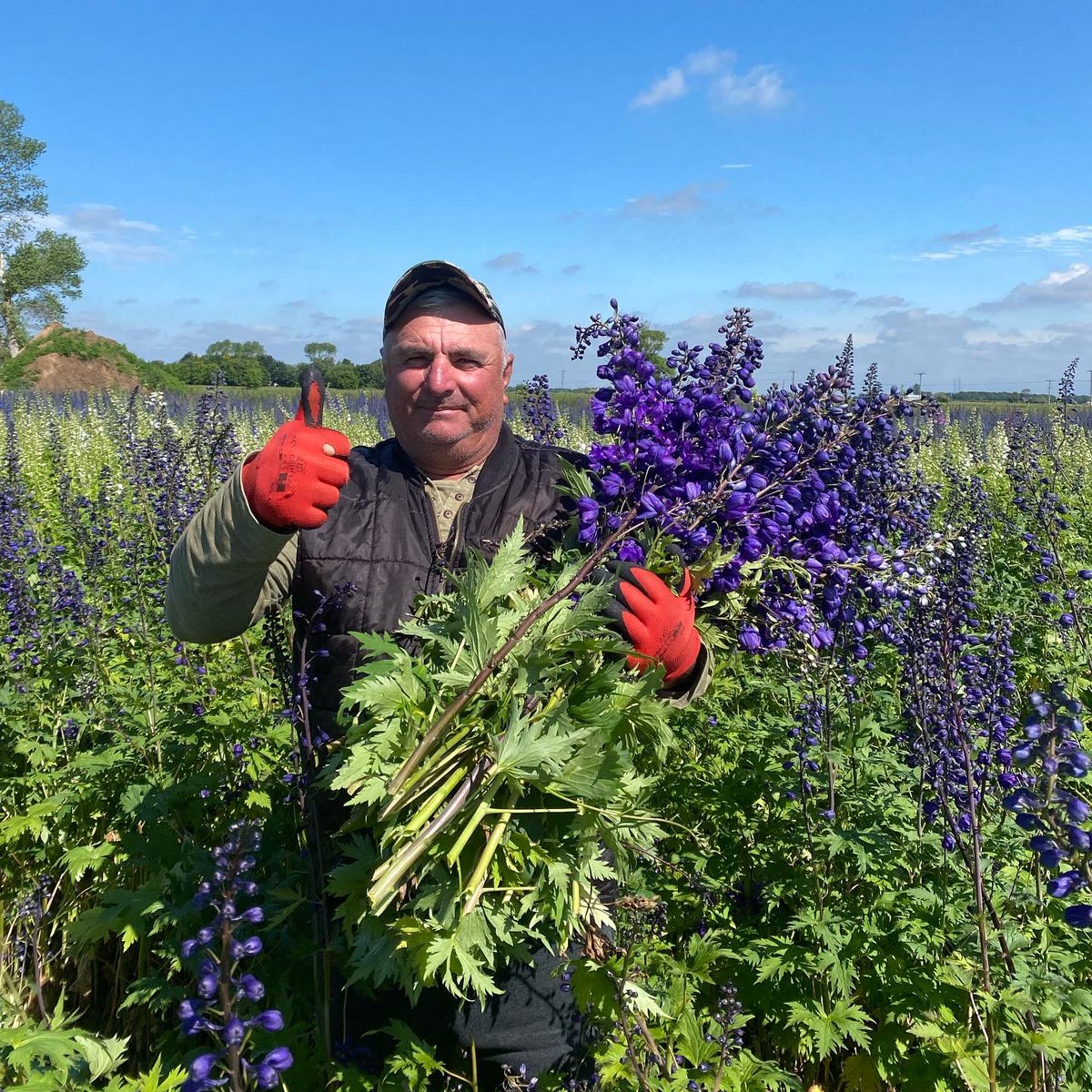 NAYLOR FLOWERS Ltd tweet media