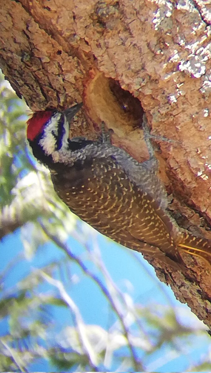birdsonstamps's tweet photo. Bearded Woodpecker drilling a hole this afternoon.
#Bubidistrict #Matabeleland #Zimbabwe #BirdsSeenIn2022 https://t.co/17uuW6v1aS