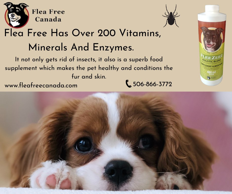 Flea Free Canada tweet media