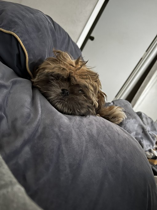 It&rsquo;s only Wednesday. Can Friday come any faster?  #LennardTheShihTzu #Shihtzu #puppies #puppy #HappyHumpDay<a href="/tag/happyhumpday"class="tags"><span>#happyhumpday</span></a><a href="/tag/puppy"class="tags"><span>#puppy</span></a><a href="/tag/puppies"class="tags"><span>#puppies</span></a><a href="/tag/shihtzu"class="tags"><span>#shihtzu</span></a><a href="/tag/dogsoftwittter"class="tags"><span>#dogsoftwittter</span></a>