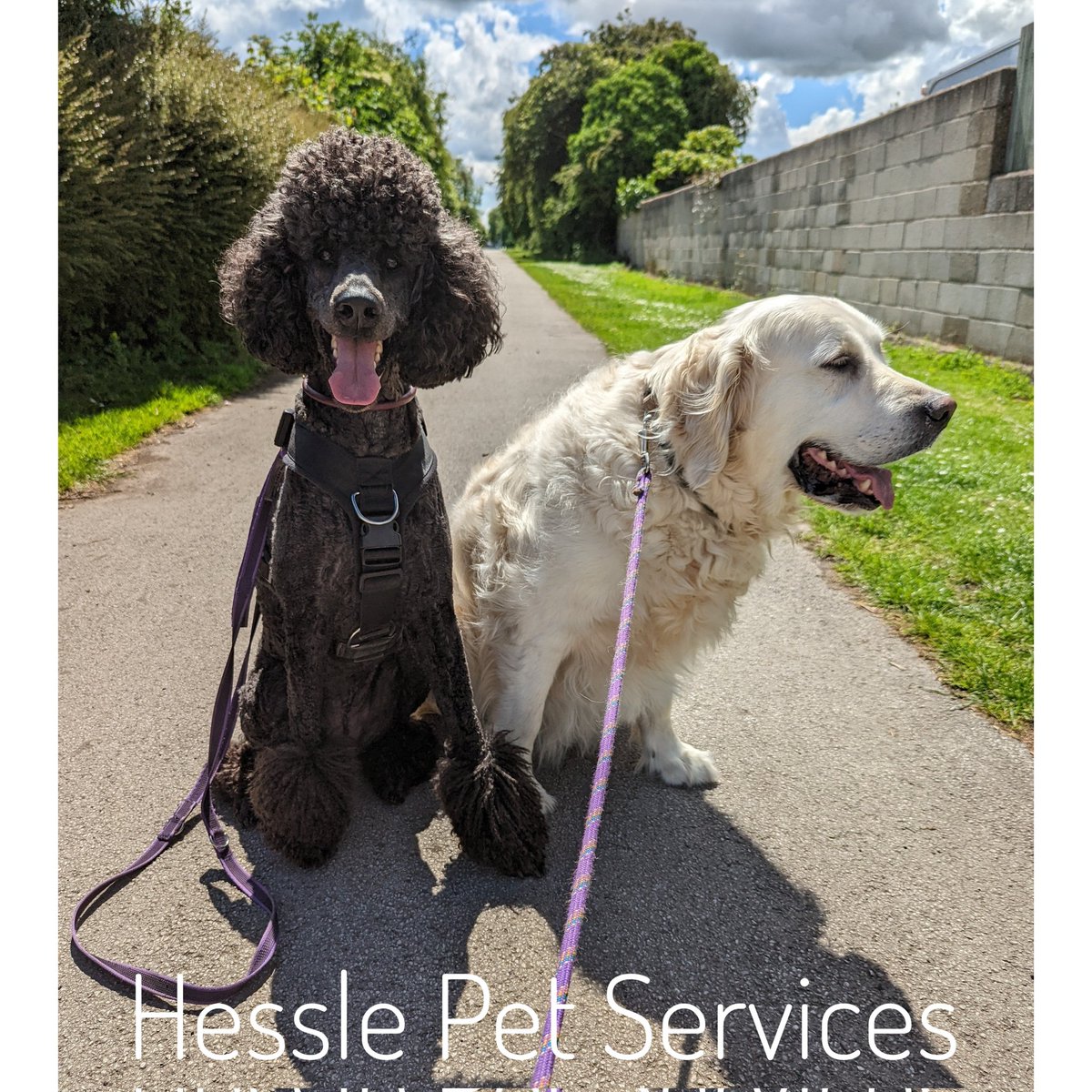 HesslePets's tweet photo. She did her best but he refused to look at the camera 🤦♀️
#dogwalker #Hessle #goldenretriever #camerashydog #standardpoodle #poodle #dogsoftwitter https://t.co/nnNlORt4Cs