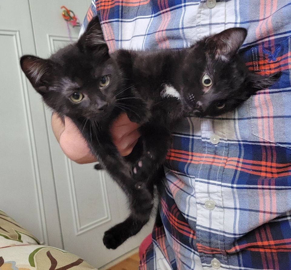 Michigan Pet Alliance tweet media