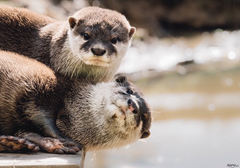 A massive thank you to <a href="/NewquayZoo/">Newquay Zoo</a> and #TamarOtterAndWildlifeCentre without whom our new paper on how captive Asian short-clawed #otters 🦦🦦 learn 🤓 to exploit natural prey 🦀 would not have been possible! 

The paper is linked here 👉 royalsocietypublishing.org/doi/10.1098/rs…

📷: <a href="/MadisonBP/">Madison Bowden-Parry (she/her)</a>