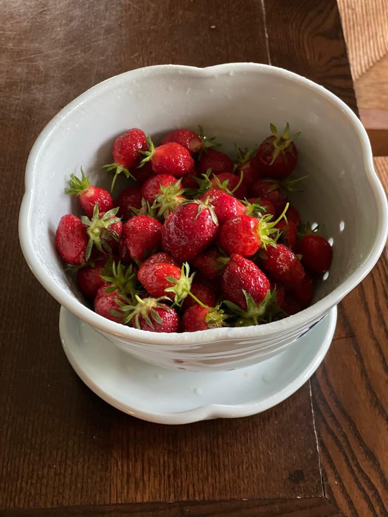 A little strawberry picking in the garden this morning 🍓