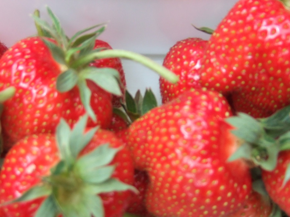 beachrambler's tweet photo. Such easy picking, and such delicious strawberries at @boxtedberries https://t.co/cRGhWNeMkg
