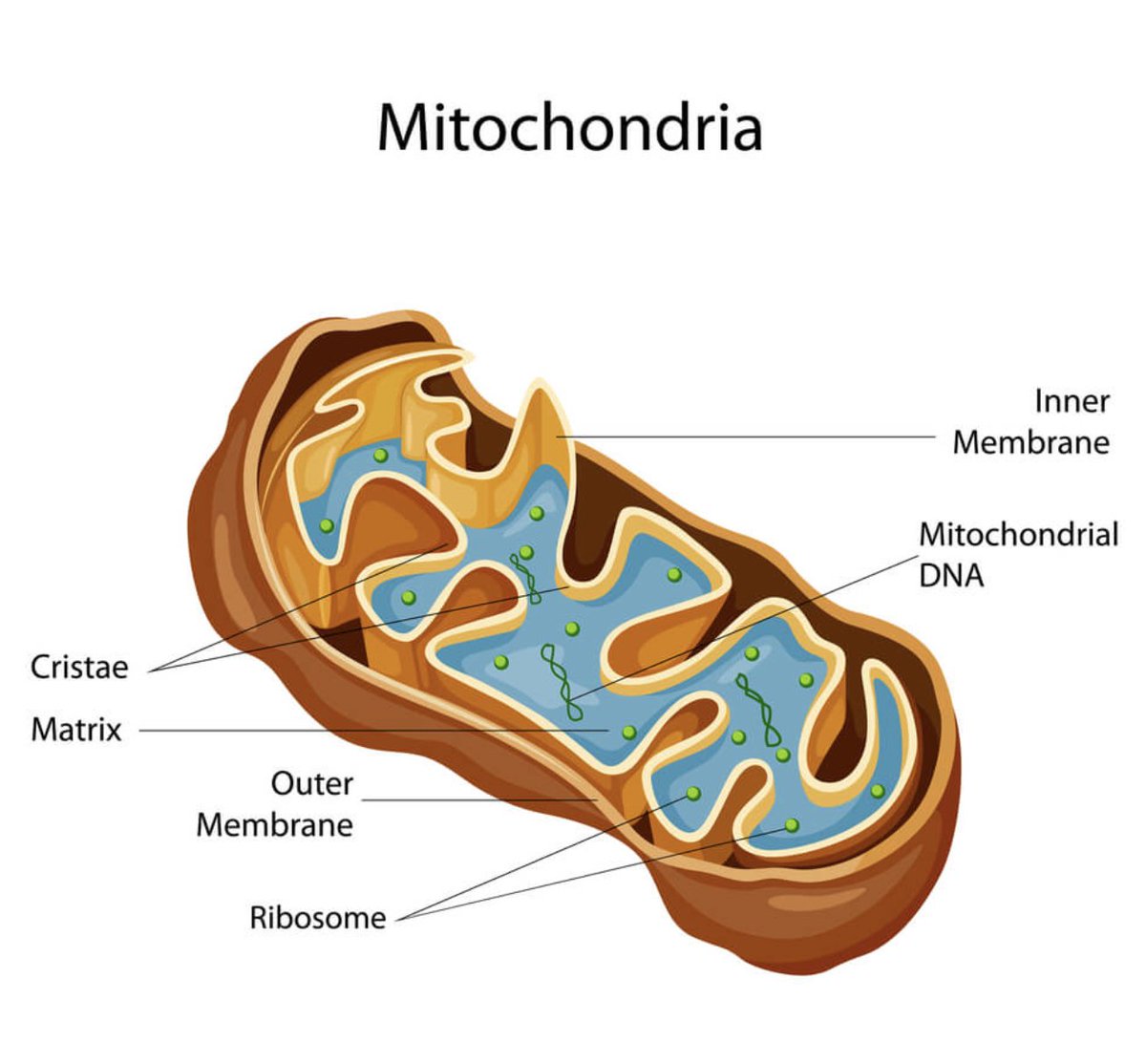 When you build muscle, even if you lose it, the mitochondria of the cell will stick around.Once you resume training, it will come ROARING back. I once was laid up with a hurt elbow for 3, full weeks. My weight remained unchanged the entire time.