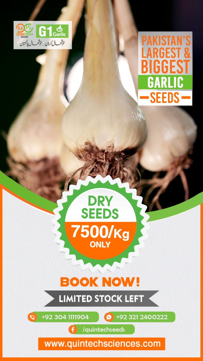 Quintechseeds's tweet photo. Pakistan'slargest &amp; biggest Garlic Seeds | QuinTech Seeds
#QuinTechSeeds #garlic #G1Garlic #G1 #NARC https://t.co/IH882IU30d