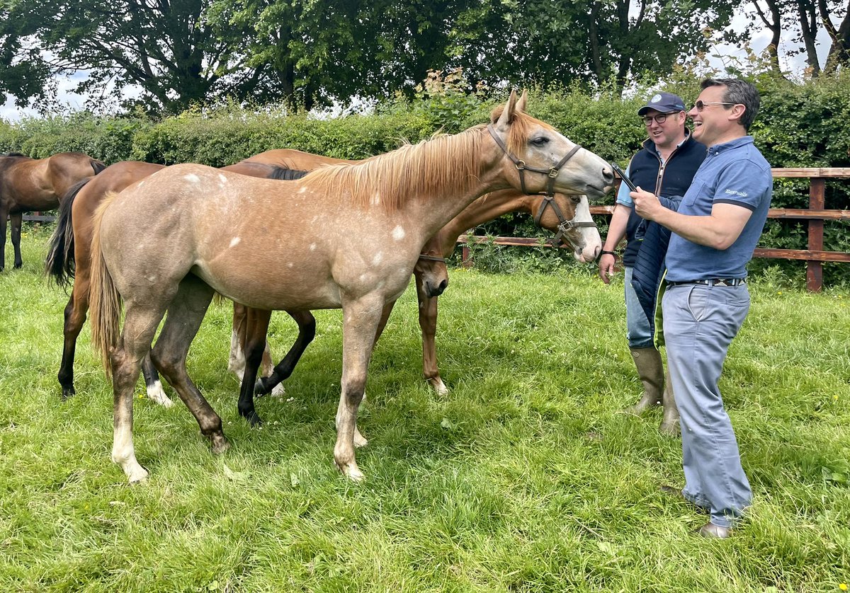 wickhamwicks's tweet photo. Havana Grey filly trying to read Ollie @Tattersalls1766 notes! #RacyAthleticFilly #GoodMover #CatchyColour #GoodToSpotInRaces https://t.co/rV5Ino0QCp