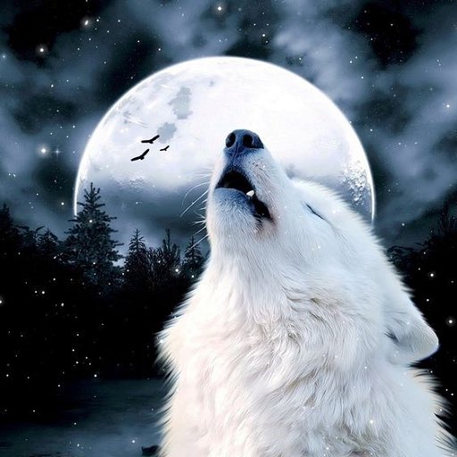TrcubledWclf's tweet photo. 𝐃𝐞𝐯𝐨𝐧 𝐒𝐫. 𝐉𝐚𝐦𝐞𝐬

[𝖣𝖾-𝗏𝗈𝗇 '𝗌𝗂𝗋' 𝖩𝖺𝗆𝖾-𝗓]

Omega Wolf. Familiar to #GoldenPack. Tracker Wolf. Can be secretive at times. Rescued by Golden at a young age. Tread Lightly. https://t.co/bIkJPd4zSJ