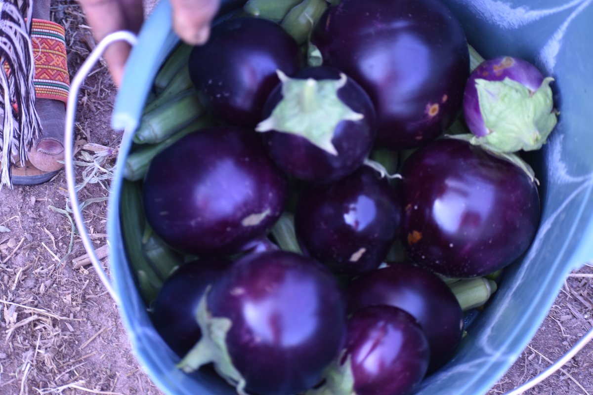 CTambacounda's tweet photo. These eggplants are grown by pupils from the Sirimandiala school in the commune of Sinthiou Maleme. Since the #PACSA project and #NIAMDE settled in the village, #meals have improved nutritionally and the number of classes has increased considerably.@CICODEVAfrica @parents4future https://t.co/MDpIfkYkSa