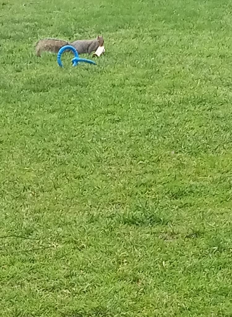 GotSeeds74's tweet photo. I give my dogs raw beef shin bones. This crazy squirrel was trying to steal one. Wth is he going to do w/that big beef bone? 😅 https://t.co/O8nCTGr9SX