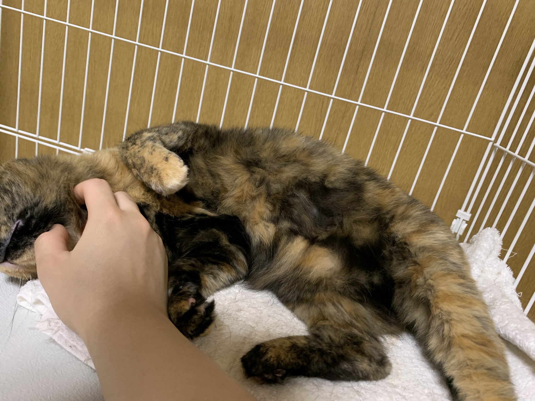 ごまだいふく Gso28 Twitter