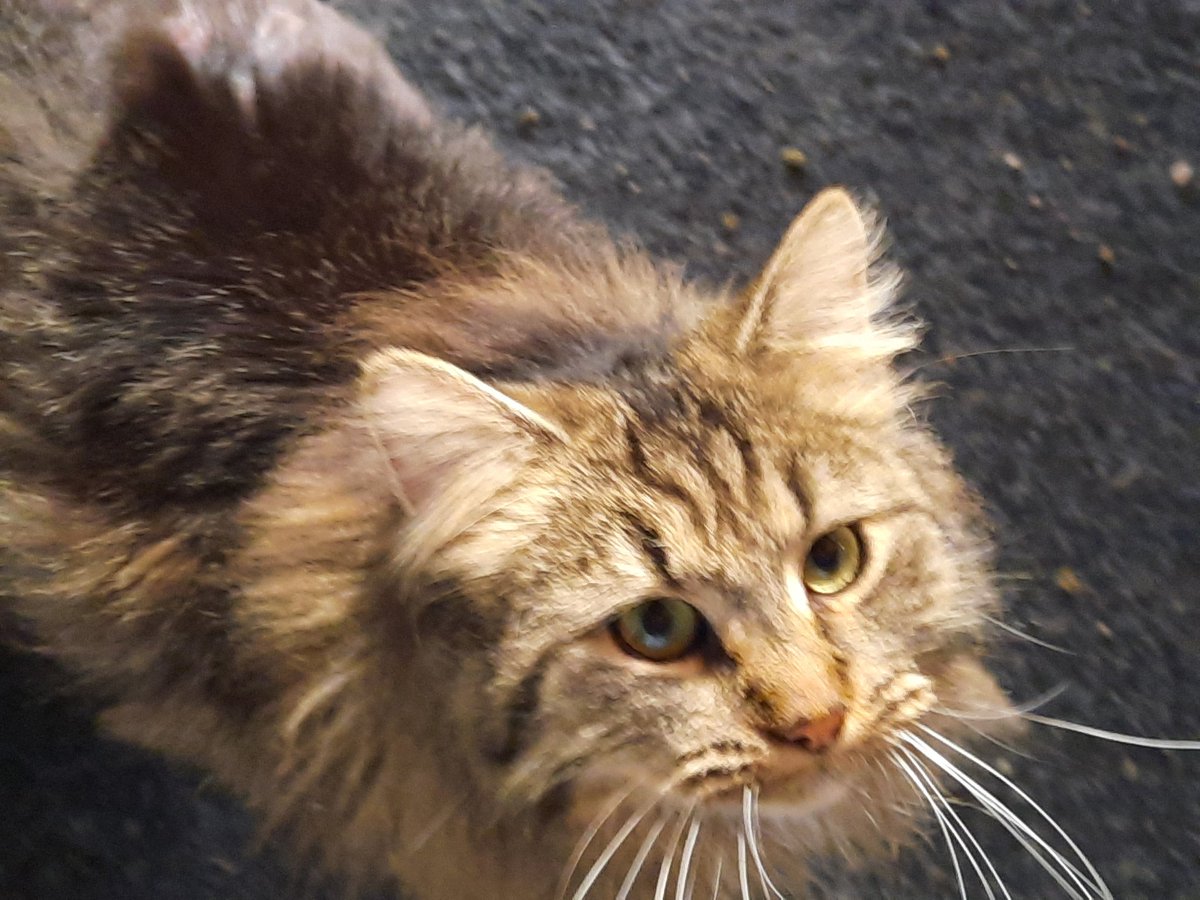 Angie Angel 🇺🇦🙏🐾🙏🇺🇦 Please NO DM's tweet media