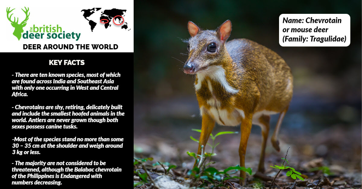BritishDeerSoc's tweet photo. Deer of the Week: Chevrotain or mouse deer (Tragulidae)
#deer #deeroftheweek #wednesdaywisdom #wildlifewednesday #mousedeer #chevrotain #twitternaturecommunity https://t.co/7fHmk021eb