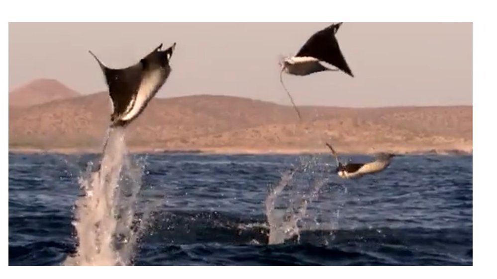 MariaCPou's tweet image. Celebrating WORLD OCEANS DAY 
Enjoy this awesome stingray dance video!

rtve.es/play/videos/pr…
#WorldOceanDay