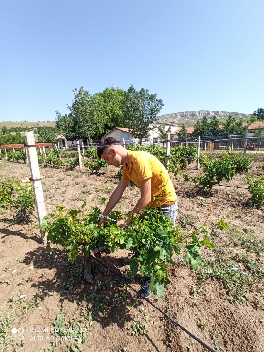 r_meslek's tweet photo. Bağda yaz budaması. Dip sürgünü ve verimsiz sürgünler alınır. Meyvecilik atölyesi çalışmaları. https://t.co/9CQFPiBtSj