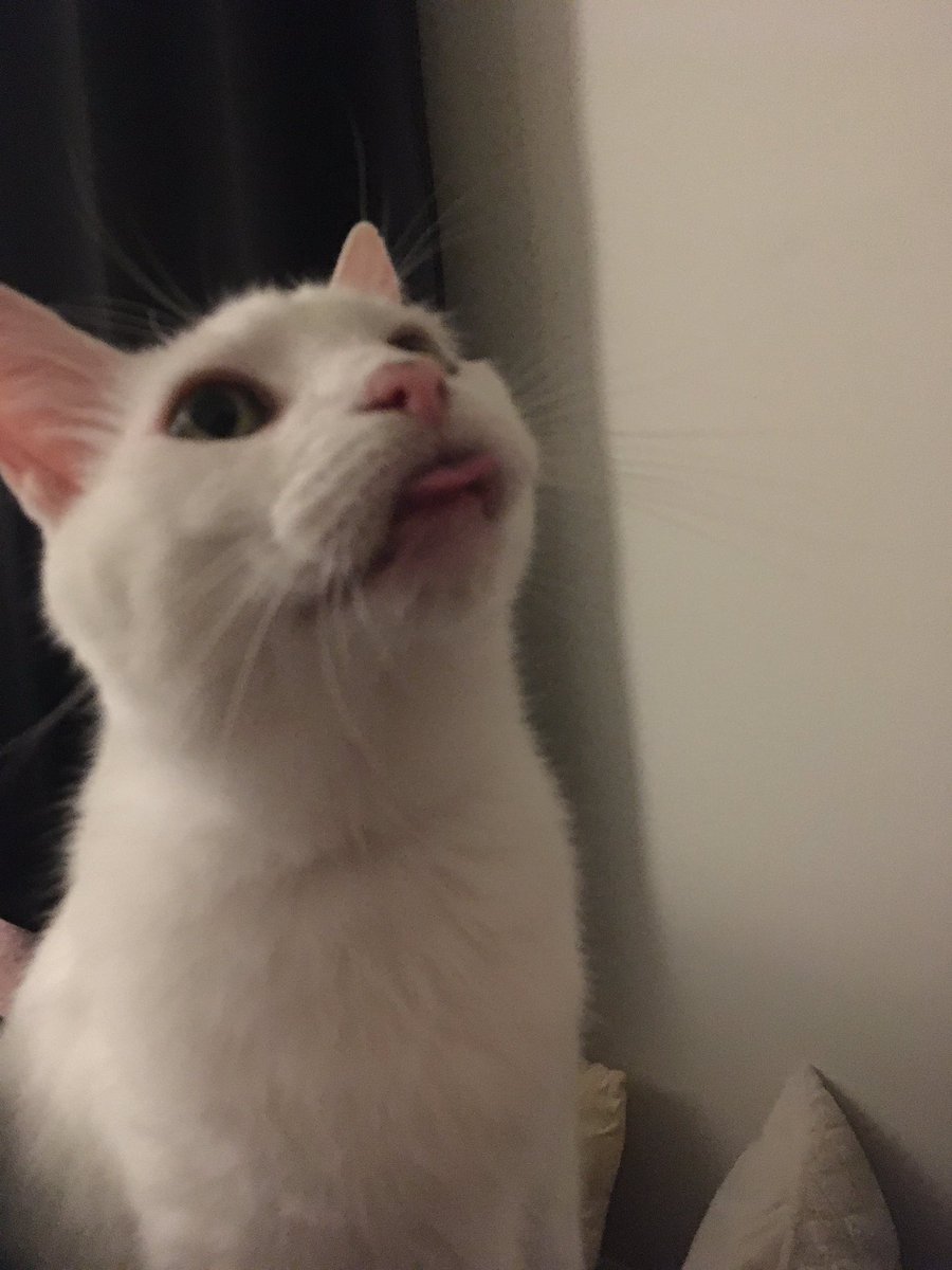 brherrin's tweet photo. @EctopicEyeQueer :( that really sucks Allie :( but I can for sure send pet pics! Notice all the derp from the cats I brought into my relationship lol https://t.co/8rbKiflX4G