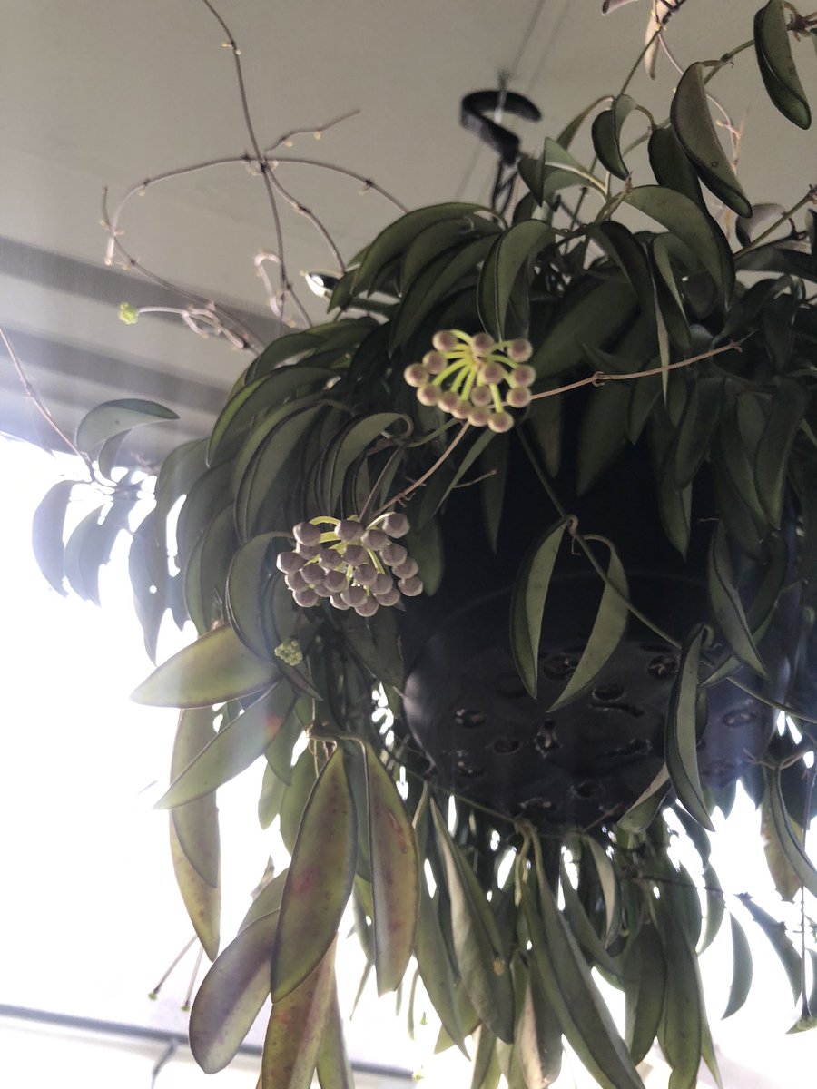My hoya’s gonna bloom soon 🥺