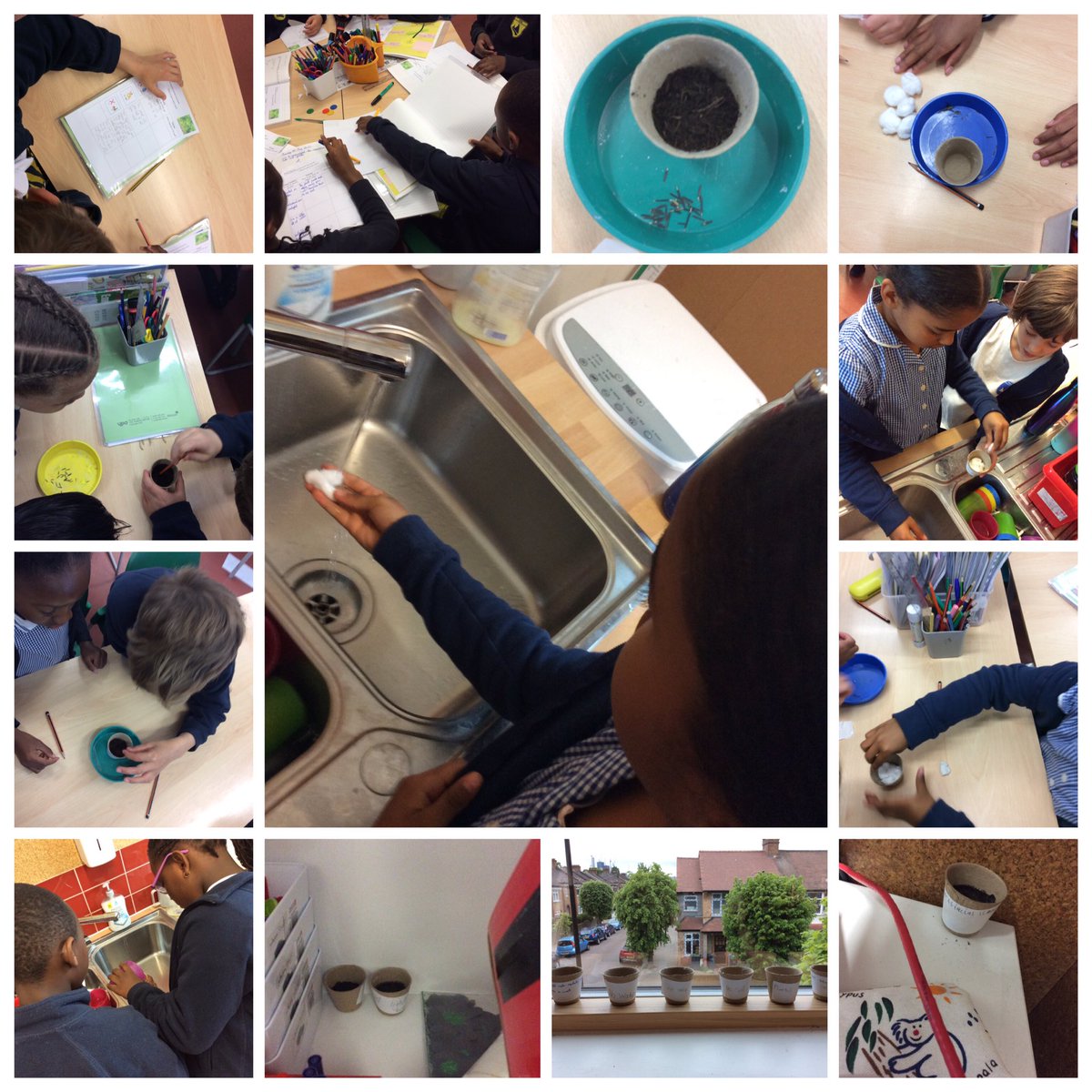 RFitzroyAcademy's tweet photo. #koalaclass have been learning about the requirements needed for plant life and growth in #ScienceatRFA Watch this space to see how the seeds grow... They are using their predictions to forecast the outcome! #year3 @Cornerstonesedu https://t.co/nDkp5yBjzw