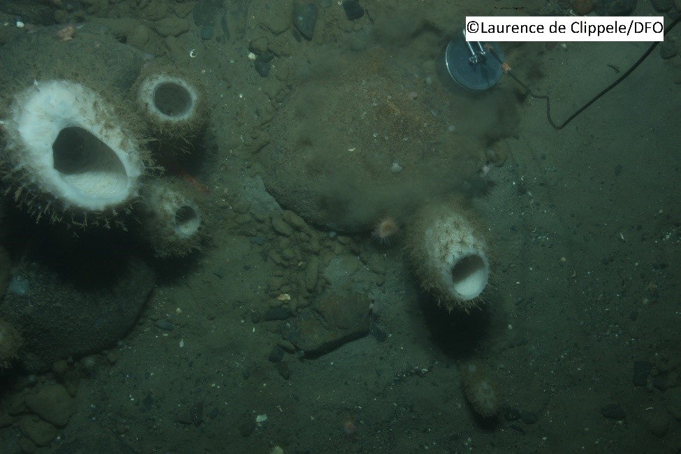 iAtlanticEU (@iatlanticeu) on Twitter photo On #WorldOceanDay2022, we are happy to share that the <a href="/iAtlanticEU/">iAtlanticEU</a> research has produced a classification of the whole #Atlantic seafloor environment! This will help with #sustainable #ocean resource handling & #protection plans. More details in our upcoming newsletter! On #WorldOceanDay2022, we are happy to share that the <a href="/iAtlanticEU/">iAtlanticEU</a> research has produced a classification of the whole #Atlantic seafloor environment! This will help with #sustainable #ocean resource handling & #protection plans. More details in our upcoming newsletter!