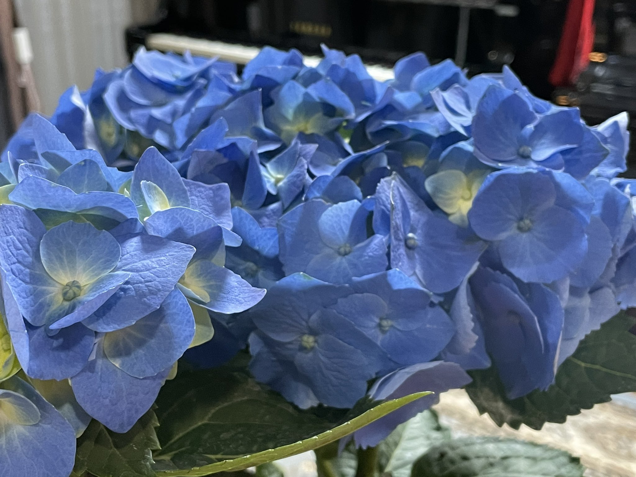 桐生さいとうピアノ教室 レッスン室のお花 ブルーが鮮やかな紫陽花を飾りました 切り花 ではなく鉢花なので もう暫く楽しんだら庭に植える予定です 来年は庭の紫陽花が2種類になるので 今から楽しみです O W O ﾜｸﾜｸ T Co